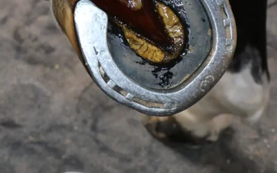 Guide d&rsquo;entretien des sabots du cheval