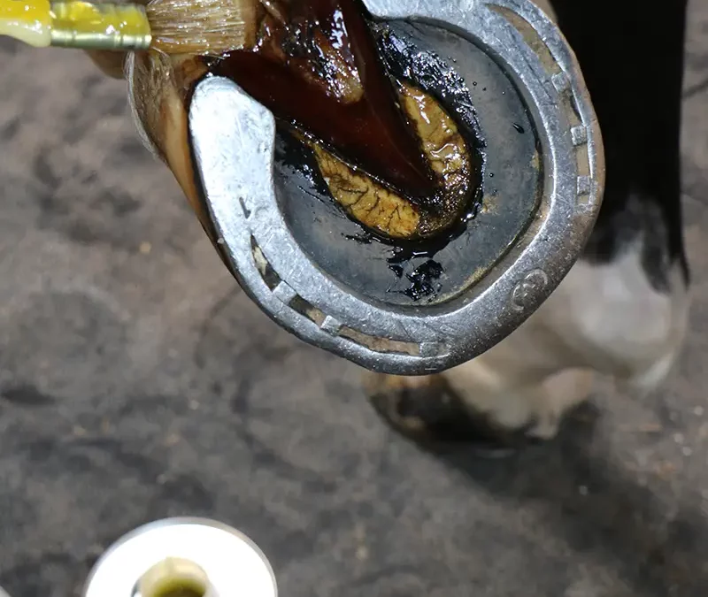 Guide d&rsquo;entretien des sabots du cheval